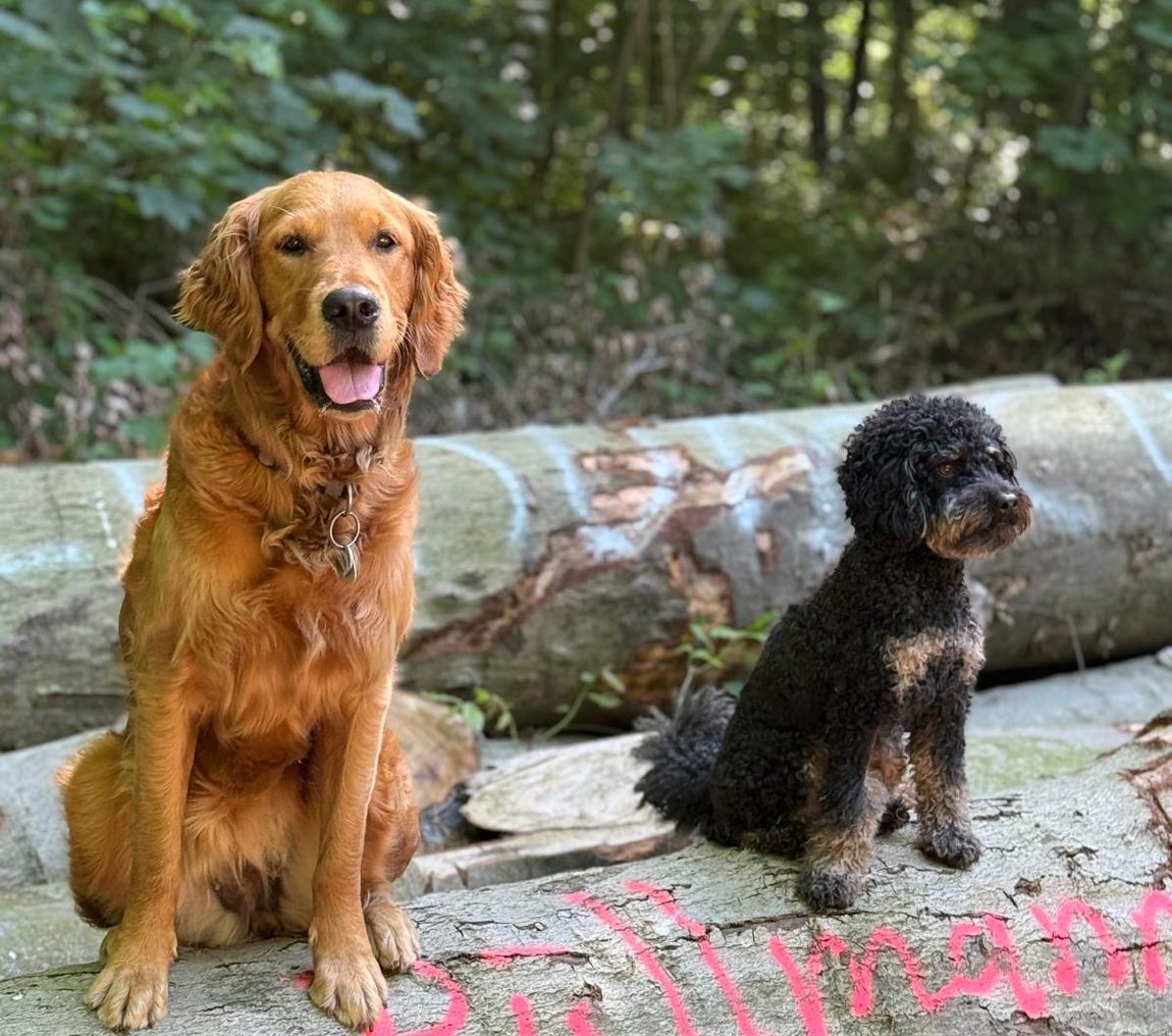 Marc Strucks Coach für Hund und Mensch Krefeld