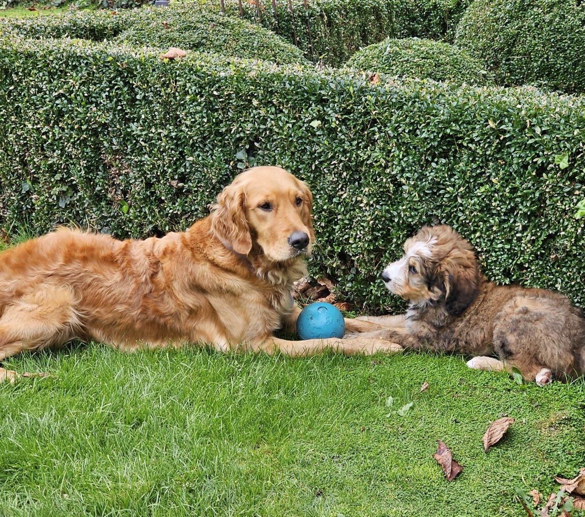 Marc Strucks Coach für Hund und Mensch Krefeld